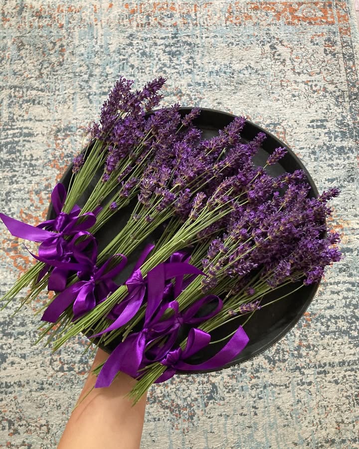 𝐅𝐫𝐞𝐬𝐡 𝐥𝐚𝐯𝐞𝐧𝐝𝐞𝐫
Our garden’s lavender, freshly harvested and placed in every room, enhances your stay with a calming, natural fragrance. 🌿💜

#purple #freslavender #chateaublomac #retreat #calmingstay