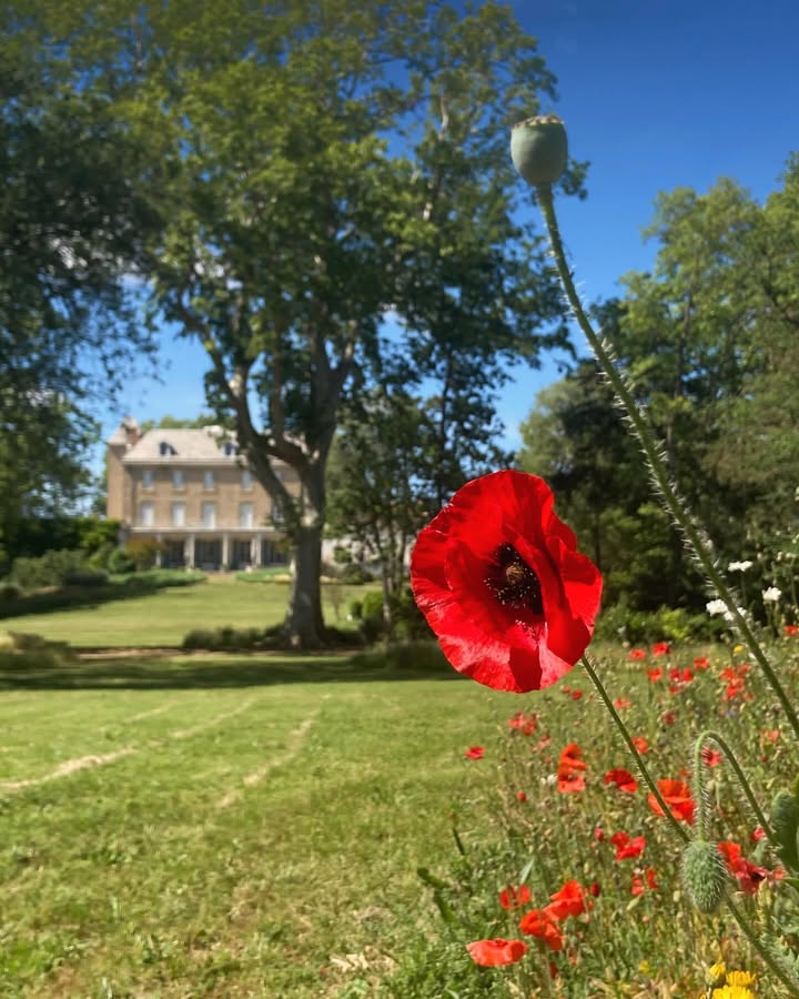 𝐏𝐨𝐩𝐩𝐢𝐞𝐬 

Did you know that poppies have been symbols of sleep, peace & remembrance for centuries?

A while ago at château Blomac, our Park was filled with these beautiful, colorful & historical Flowers. 

#gardenbeauty #poppies #historicbeaty #chateaublomac #poppyfields