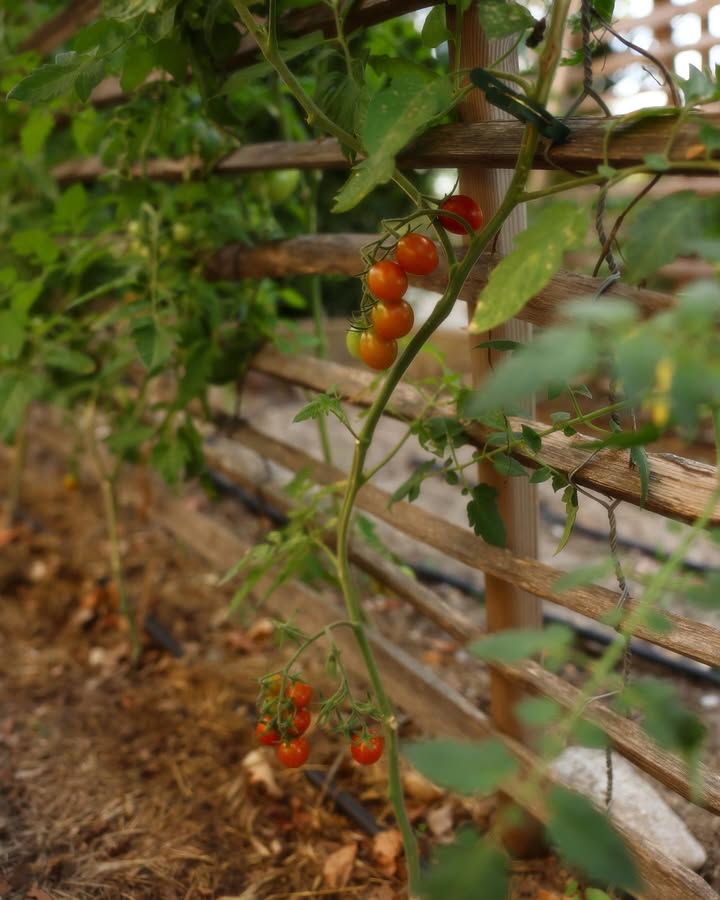 𝐃𝐢𝐝 𝐲𝐨𝐮 𝐤𝐧𝐨𝐰 𝐭𝐡𝐚𝐭… 
Most of the herbs Jacqueline uses for dinner, are grown in our own garden? The secret to her delicious meals… 🤫

Our Little garden is bursting with vibrant tomatoes and aromatic herbs like Rosemary, chines & basil. 🌱

They do take a lot of time & attention, but it is true that the freshest ingredients make the finest meals; ofcourse only in combination with Jacqueline’s cooking skills…

Join us for a culinary journey like no other during Table d’hôtes. 🍽️ 

#freshharvest #sustainabledining #chateaublomac #gardentotable #tomatoes #homegrown