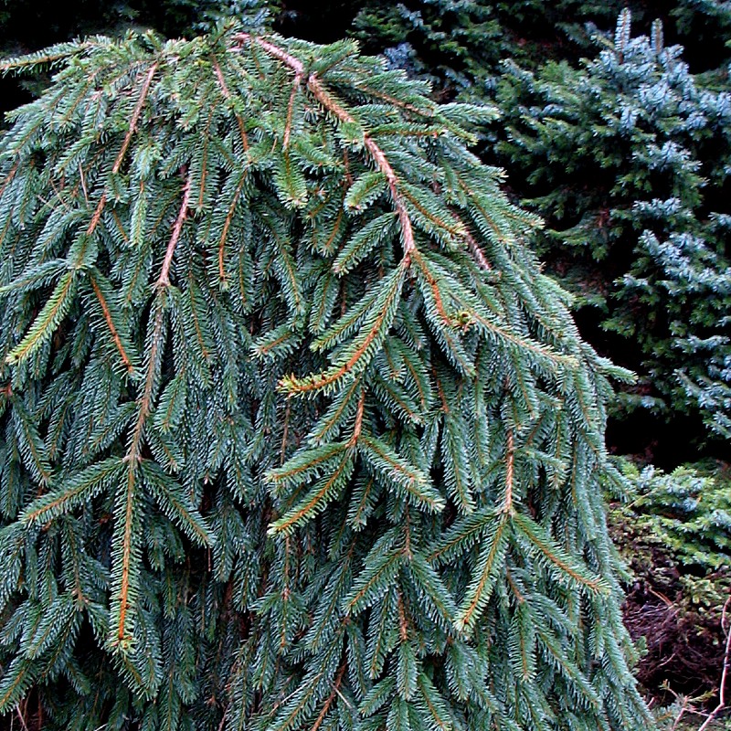 Ель picea. Ель обыкновенная ‘inversa’ Инверса. Ель обыкновенная Инверса Picea Abies. Ель обыкновенная Инверса Пендула. Ель обыкновенная (Picea Abies) Инверса Пендула