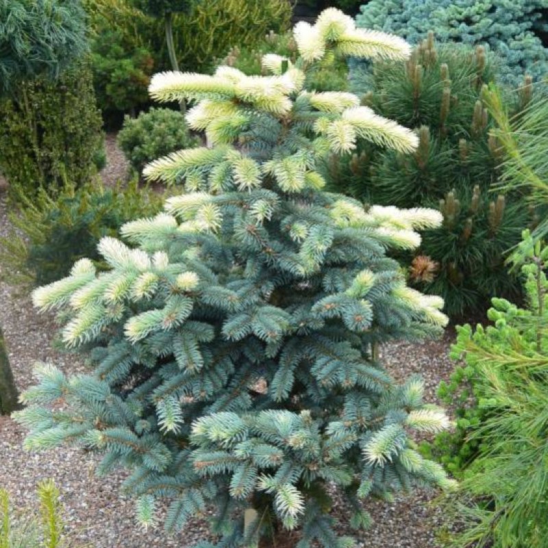 1607590960_picea-pungens-
