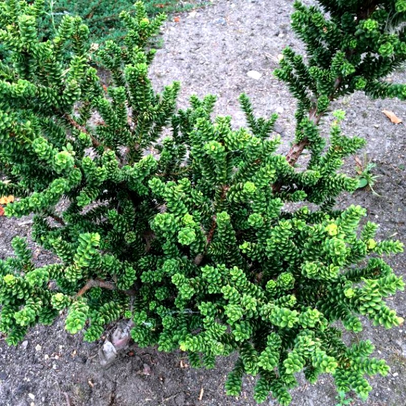 1608018440_taxus-cuspidata-amersfoort.jpg