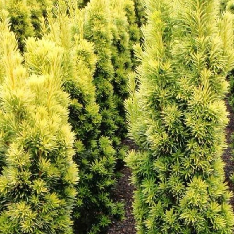 1608019094_taxus_baccata_david2.jpg