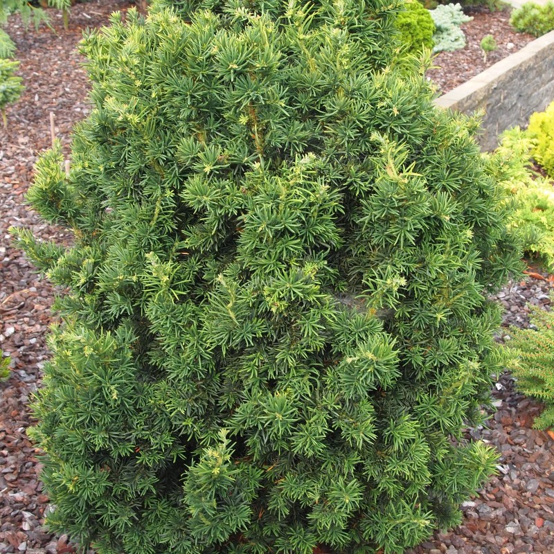1608661678_taxus_baccata_cristata.jpg
