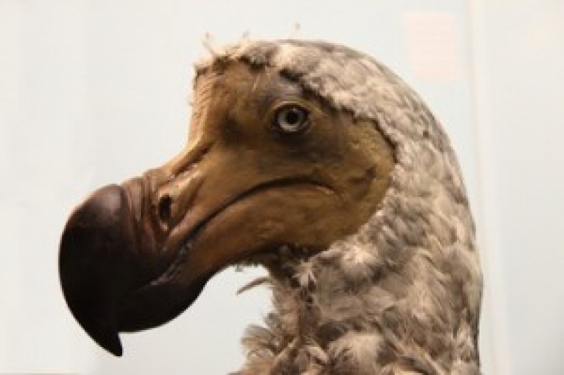 SHR doet onderzoek naar de dodo via oud hout