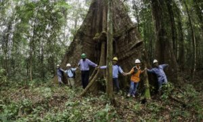 FSC: 1500 bossen gecertificeerd