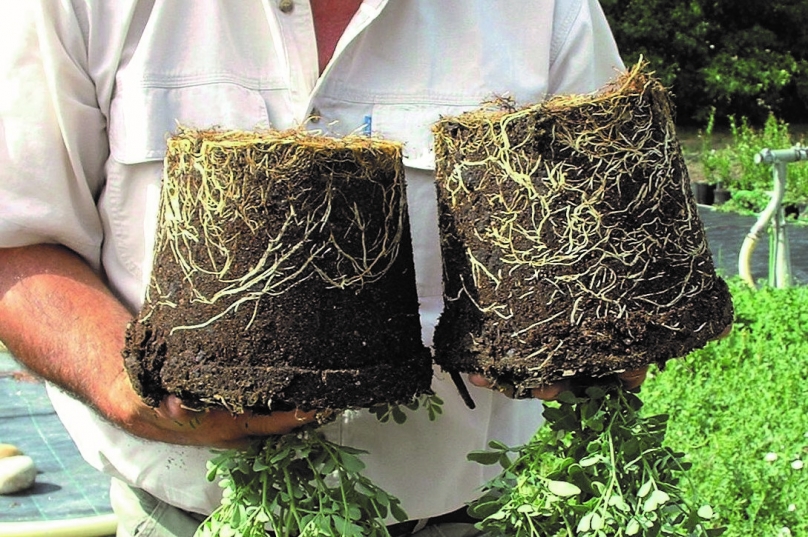 Sterkere planten door goede wortelgroei