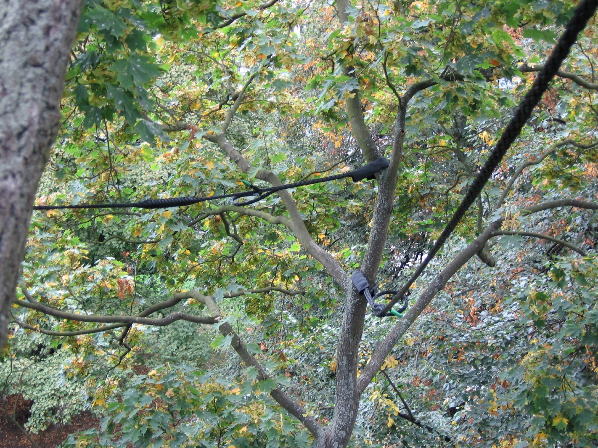 Schade door bomen kan de boomeigenaar worden toegerekend