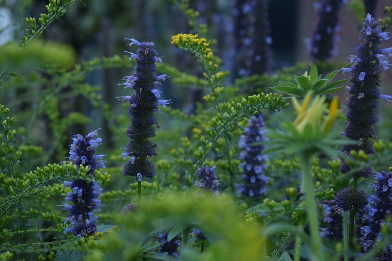 Plantenkennis als basis