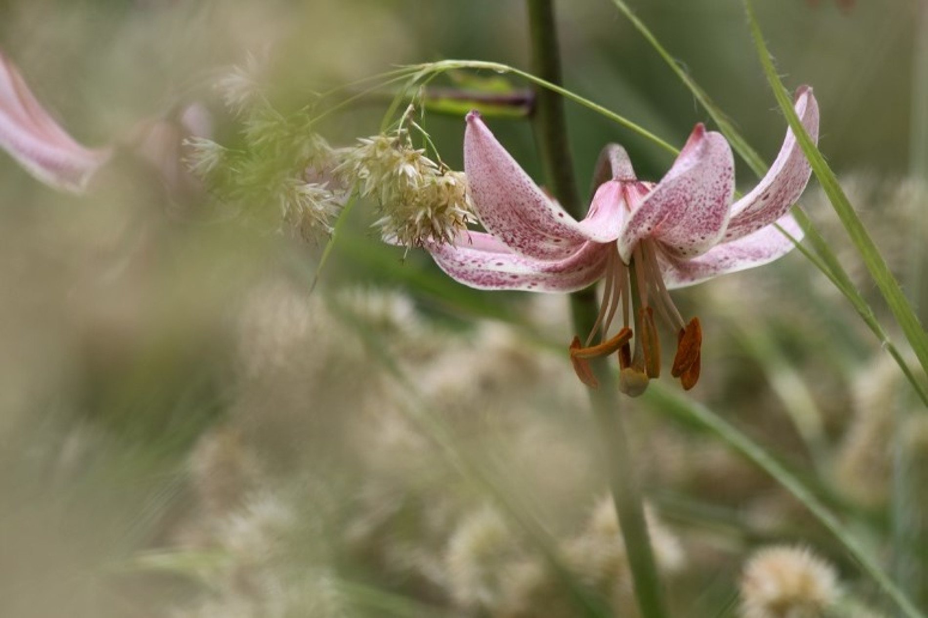 Plantenkennis als basis