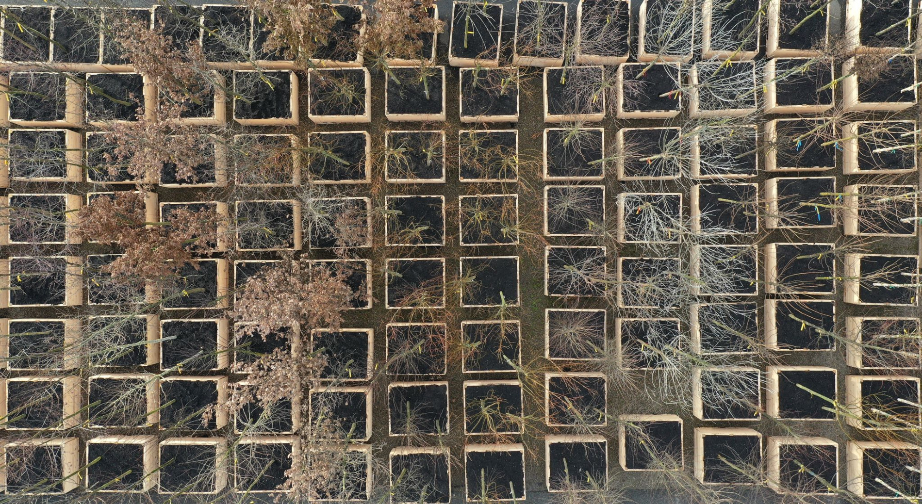 1200 bomen ‘wandelen' door Leeuwarden