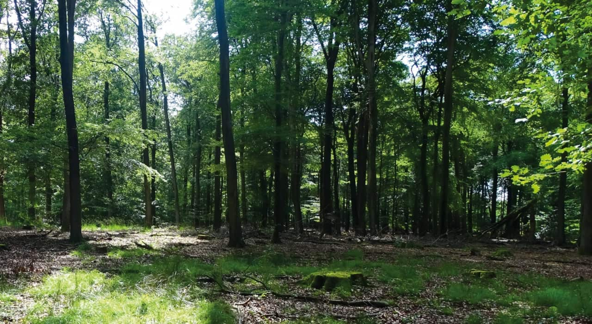 Het Nationale Park De Hoge Veluwe beslaat ongeveer vijf procent van de Veluwe. Het 