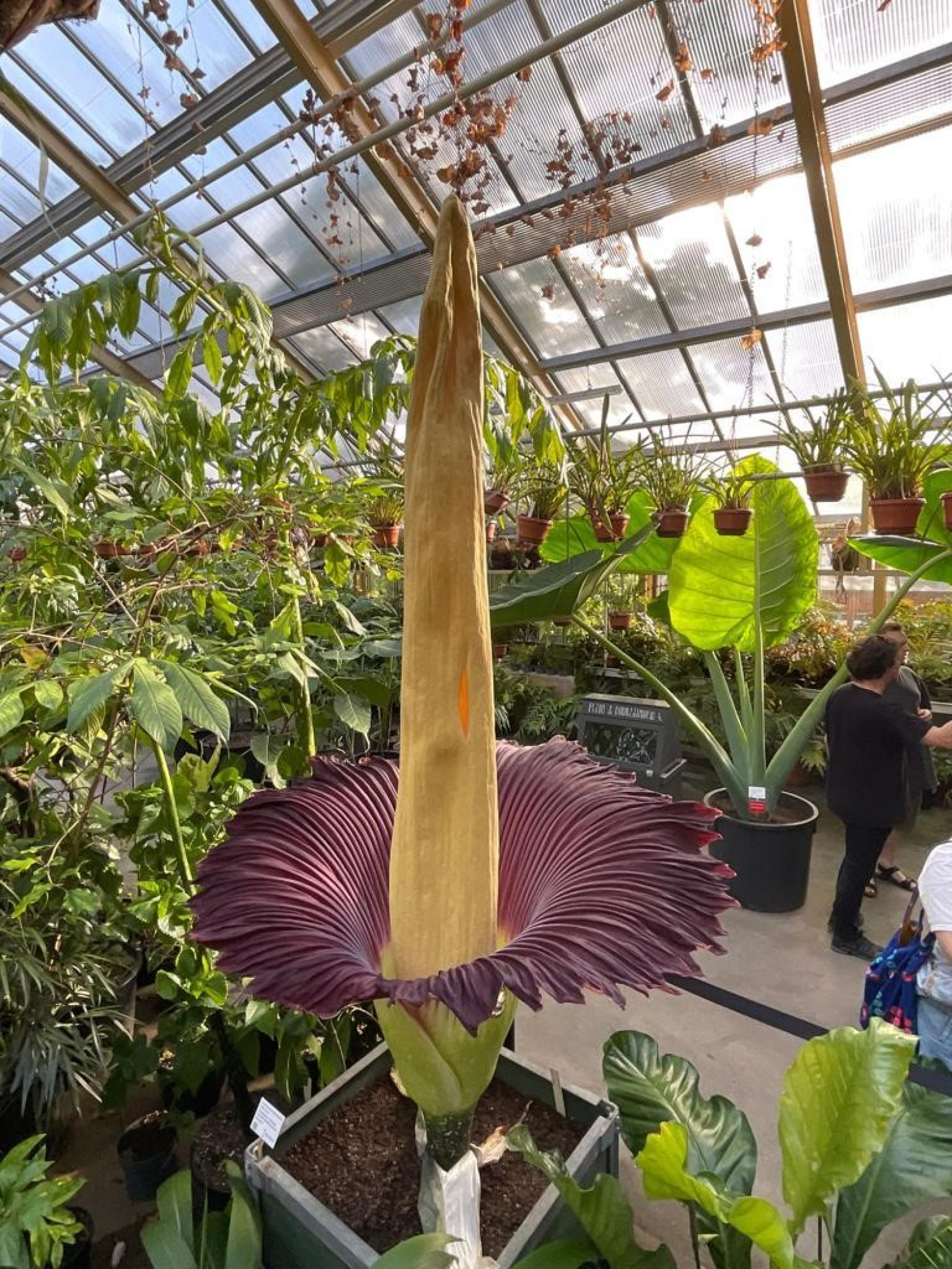 'Amorphophallus titanum' bloeit in Leidse Hortus