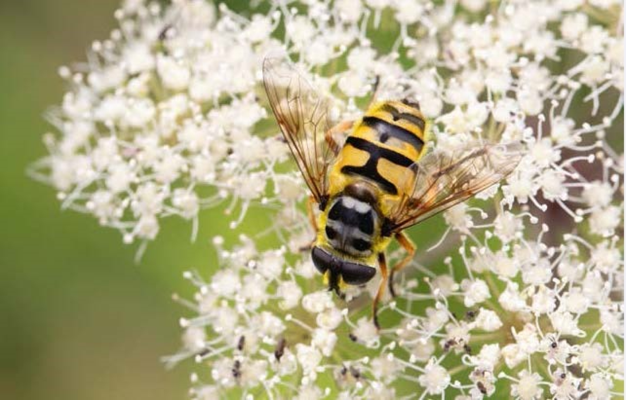 Vind alle soorten in de tuin