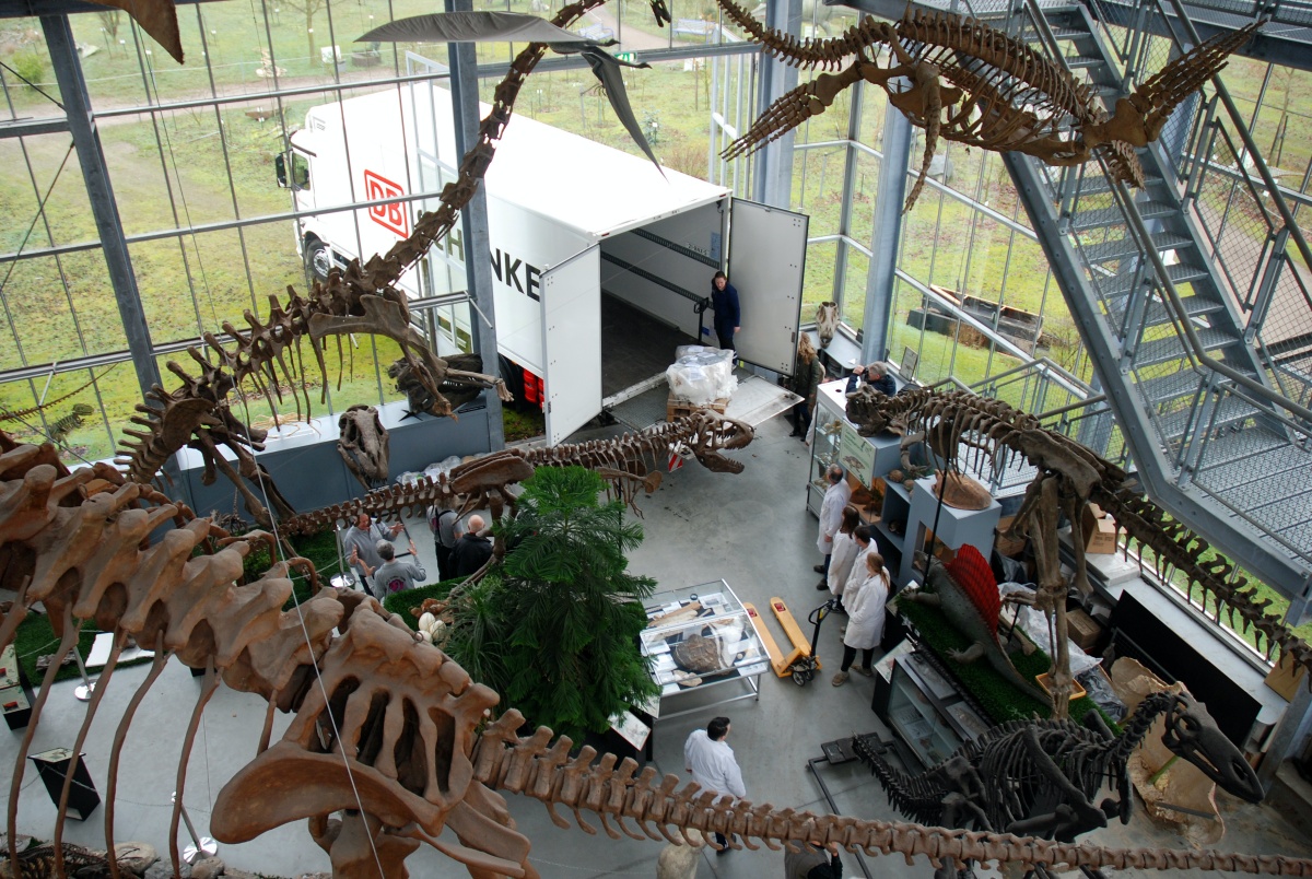 DB Schenker levert dinoskelet af bij Oertijdmuseum