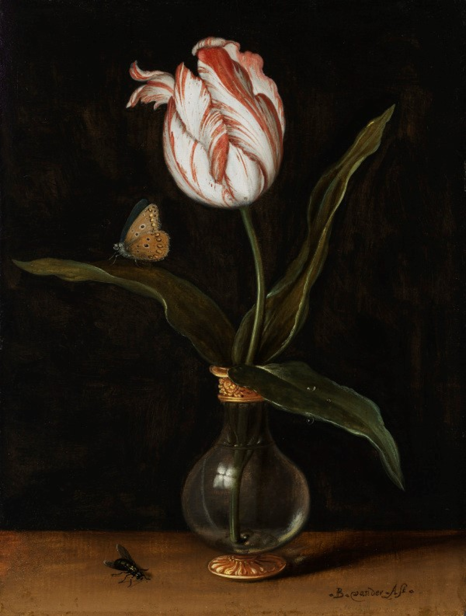 Mauritshuis verwerft nieuwe tulp voor zijn collectie