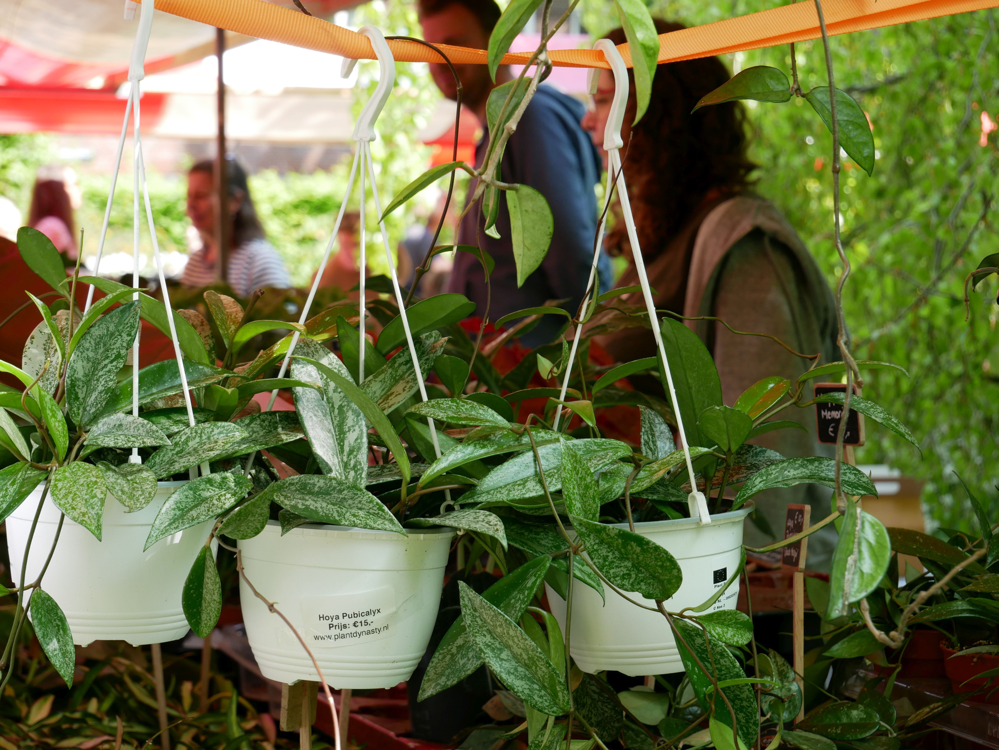 Hortus botanicus Leiden organiseert Plantenmarkt op 13 mei