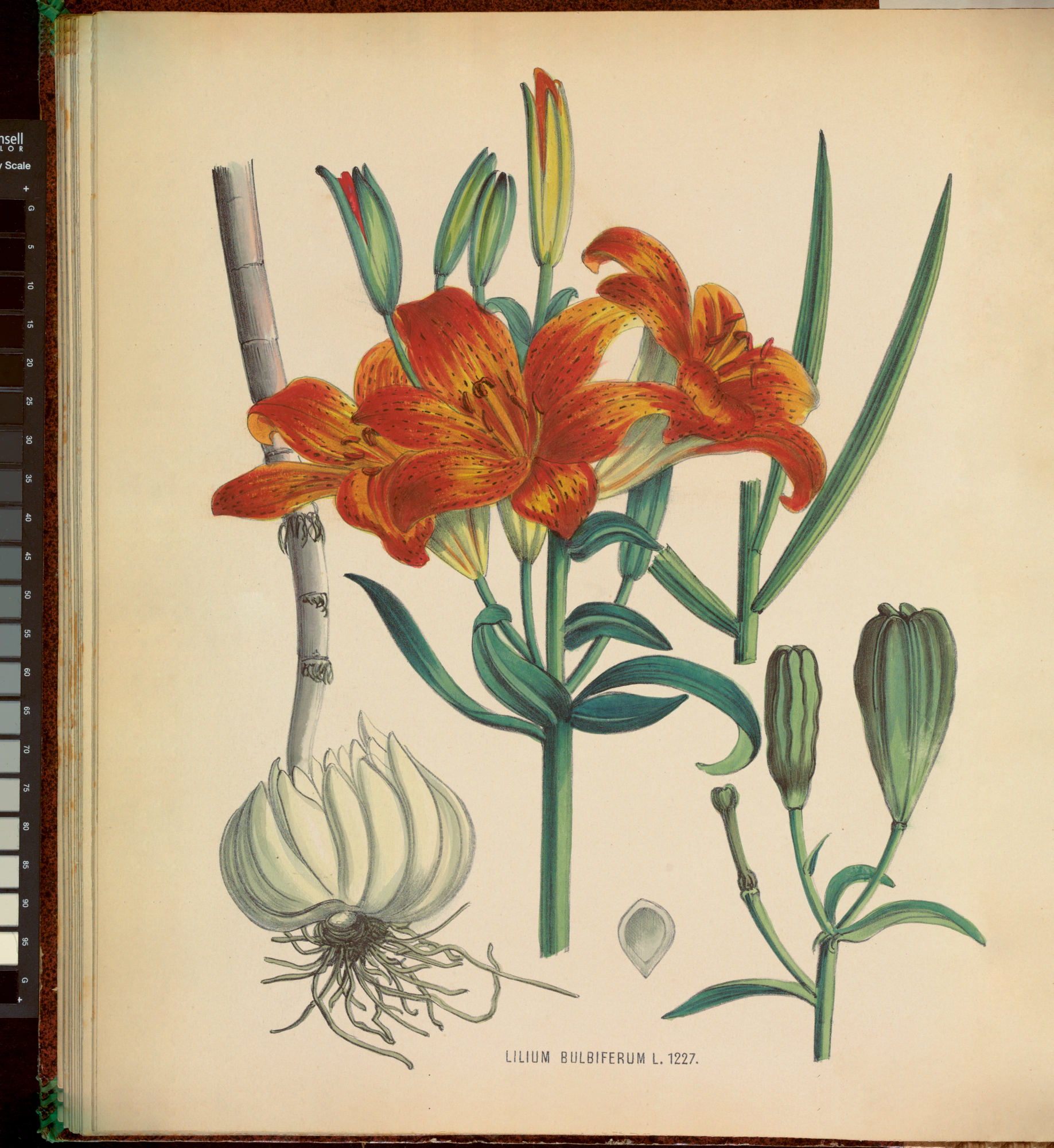 Heruitgave Flora Batava: 134 jaar en 4 kilo plantenkennis