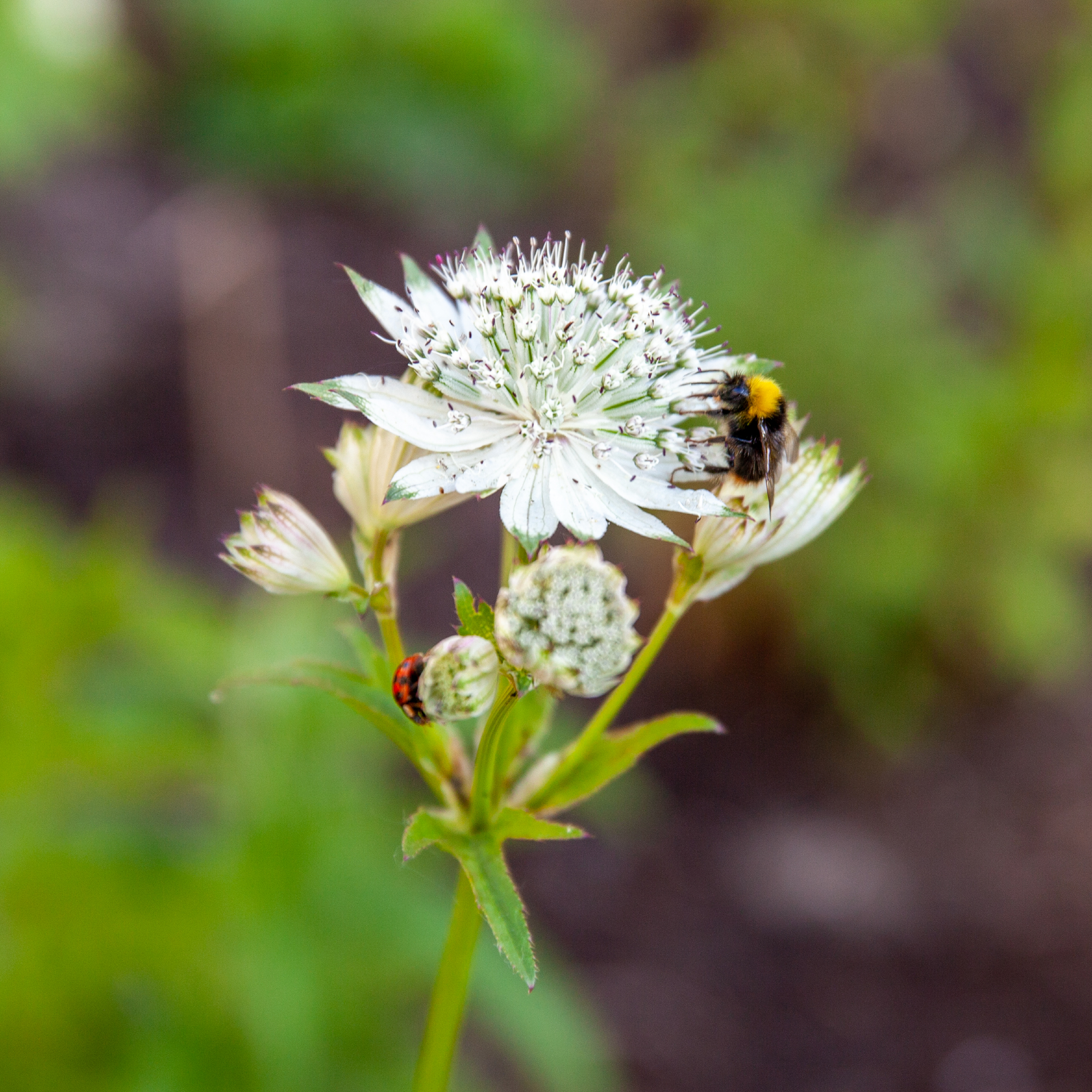 Biologische tuinplanten vliegen de deur uit