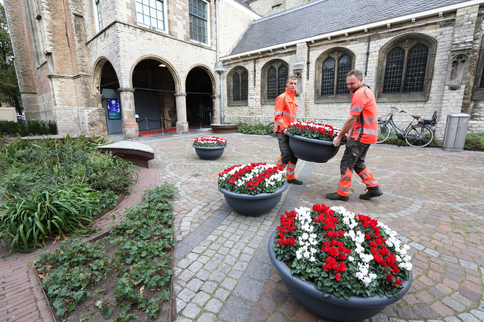 Cyclamen kleuren Alkmaar rood-wit