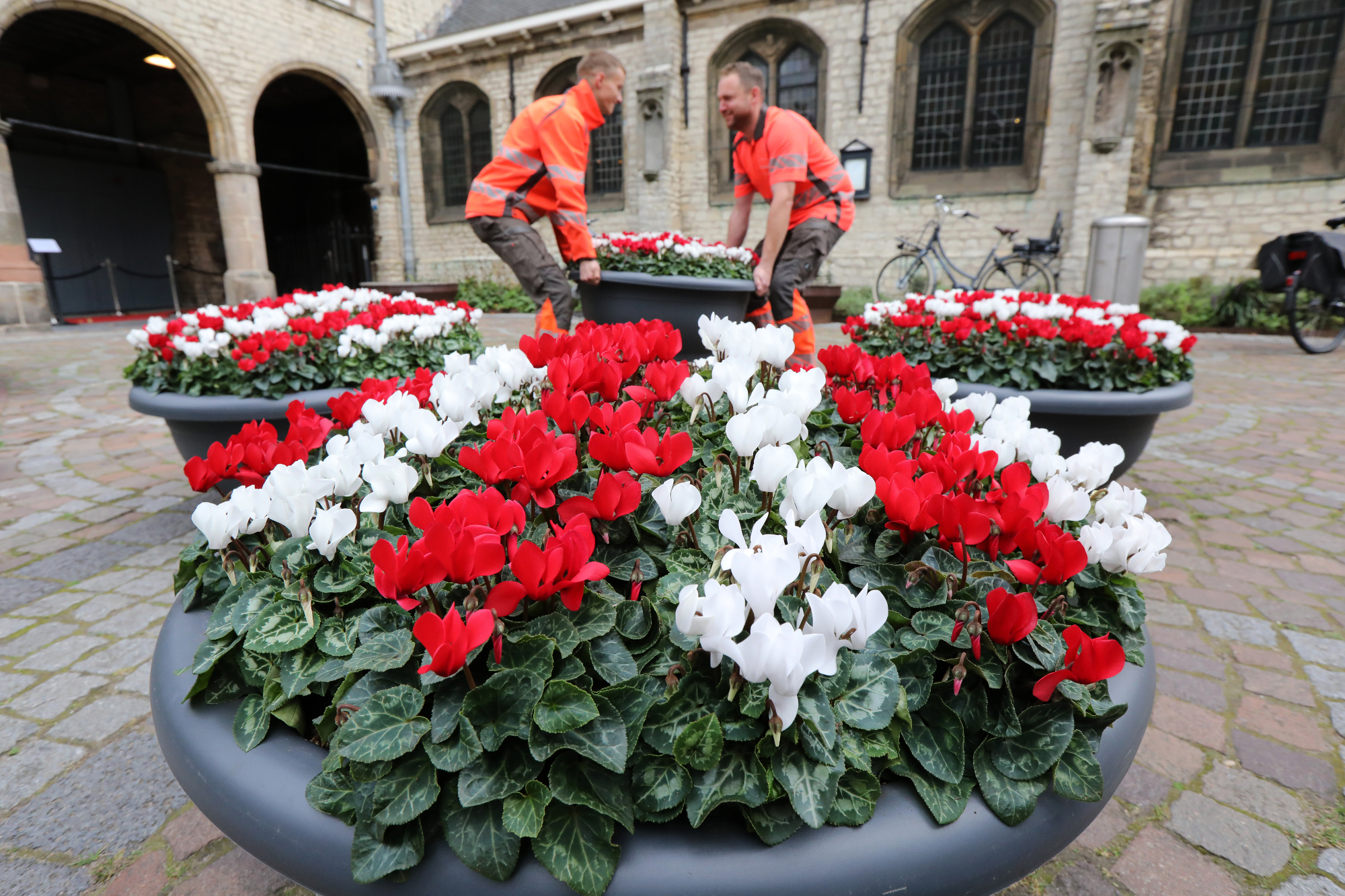 Cyclamen kleuren Alkmaar rood-wit