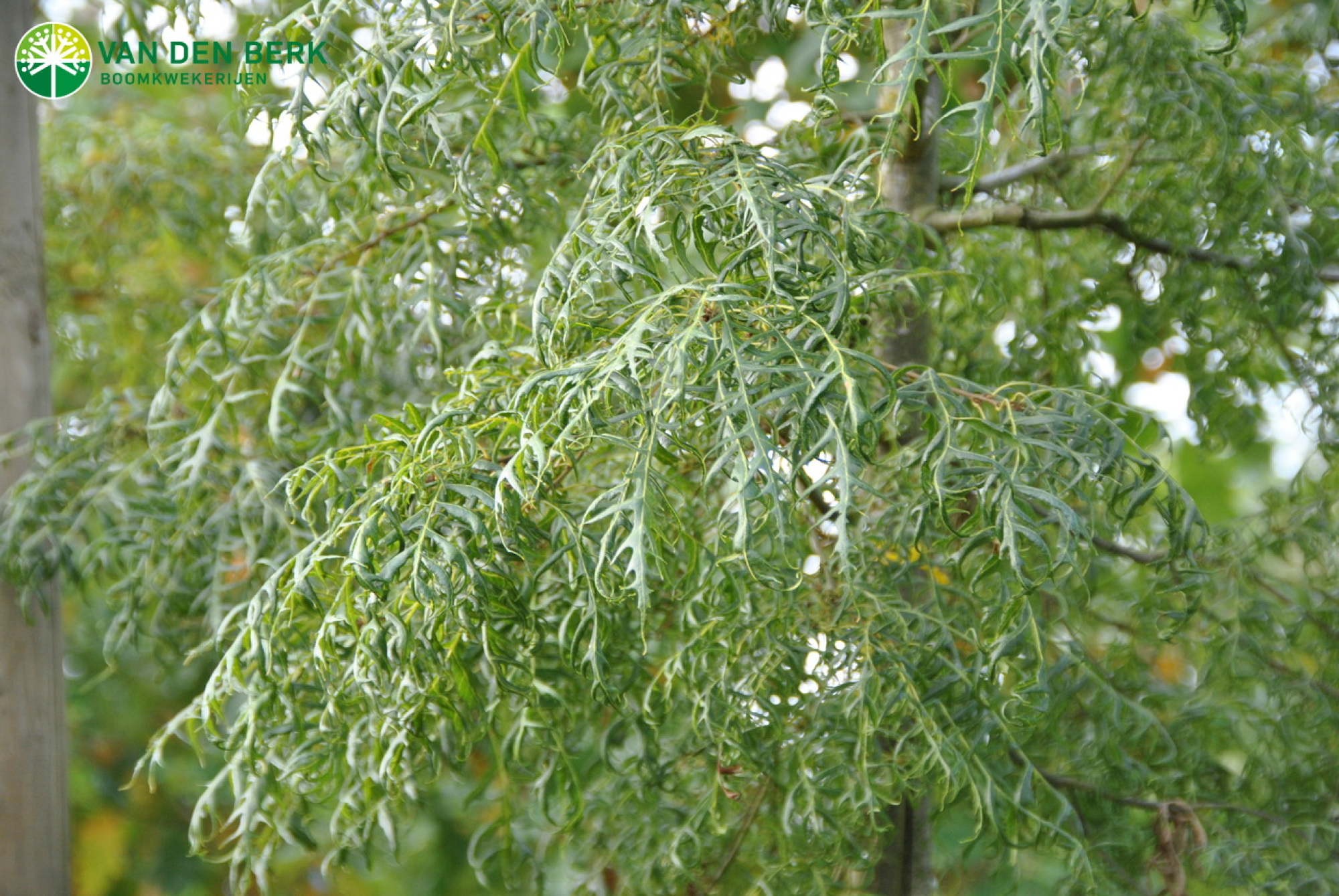 Quercus cerris 'Summer Veil': boom van eigen bodem