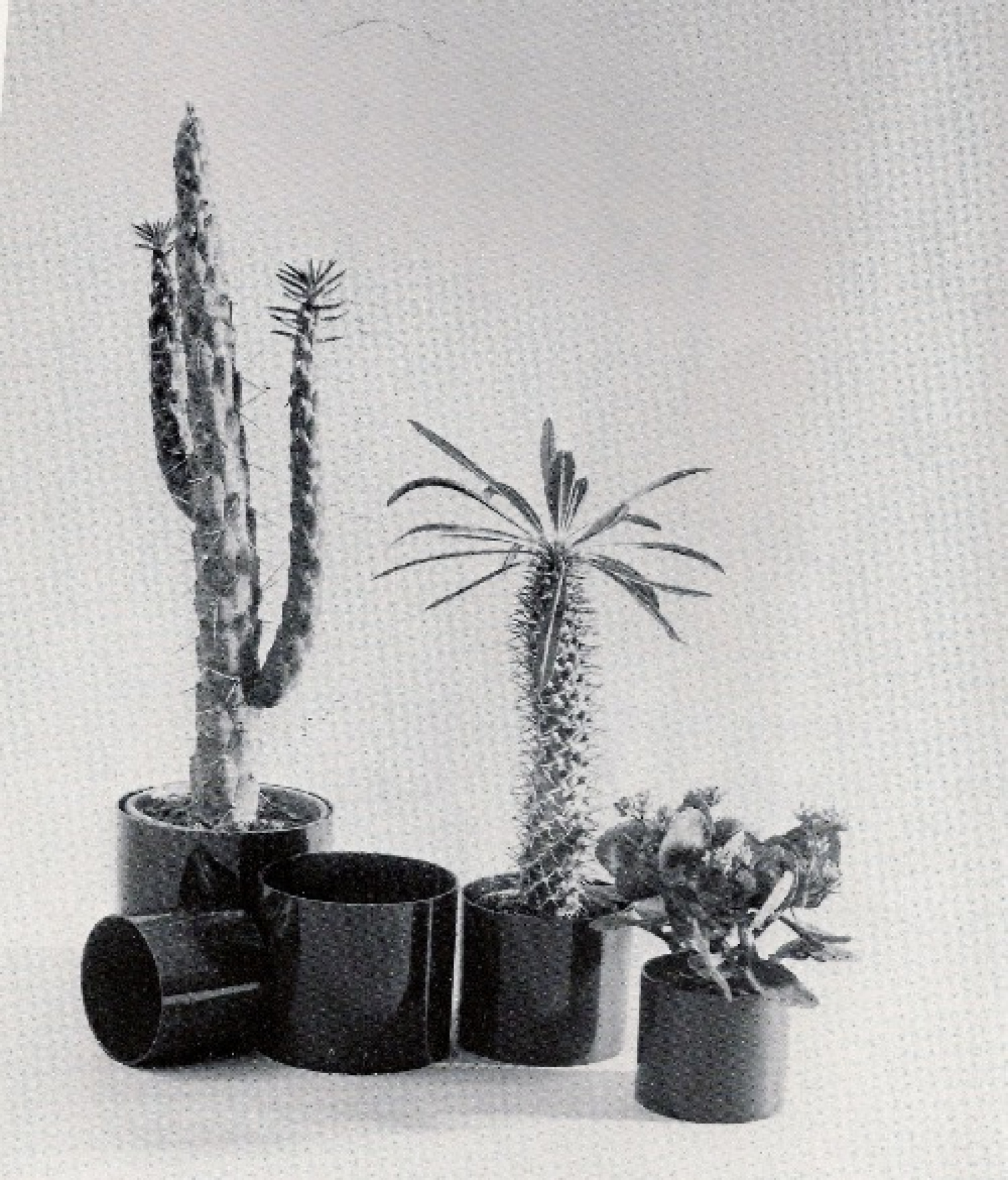 De cactuspotten