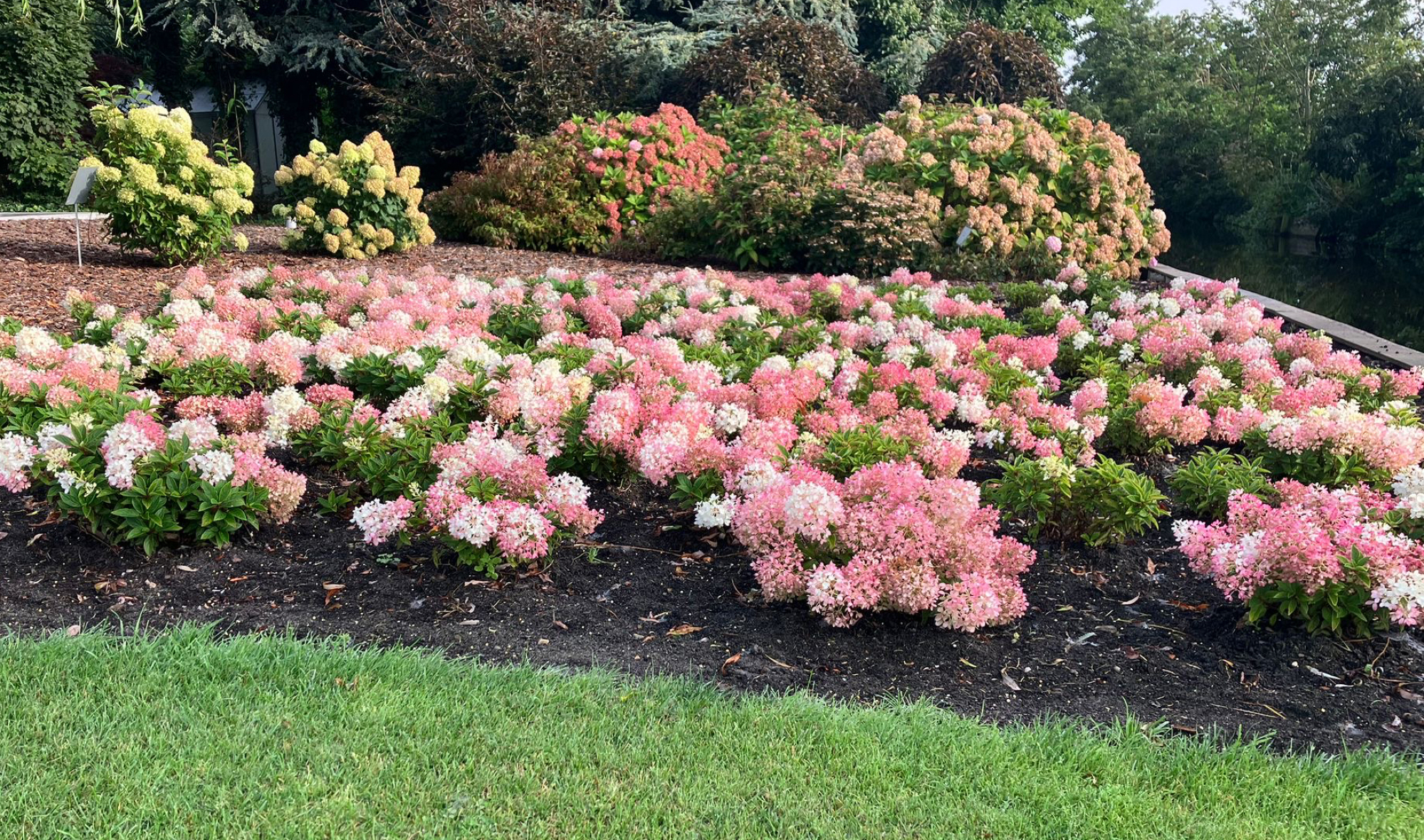 Eerste bodembedekkende pluimhortensia