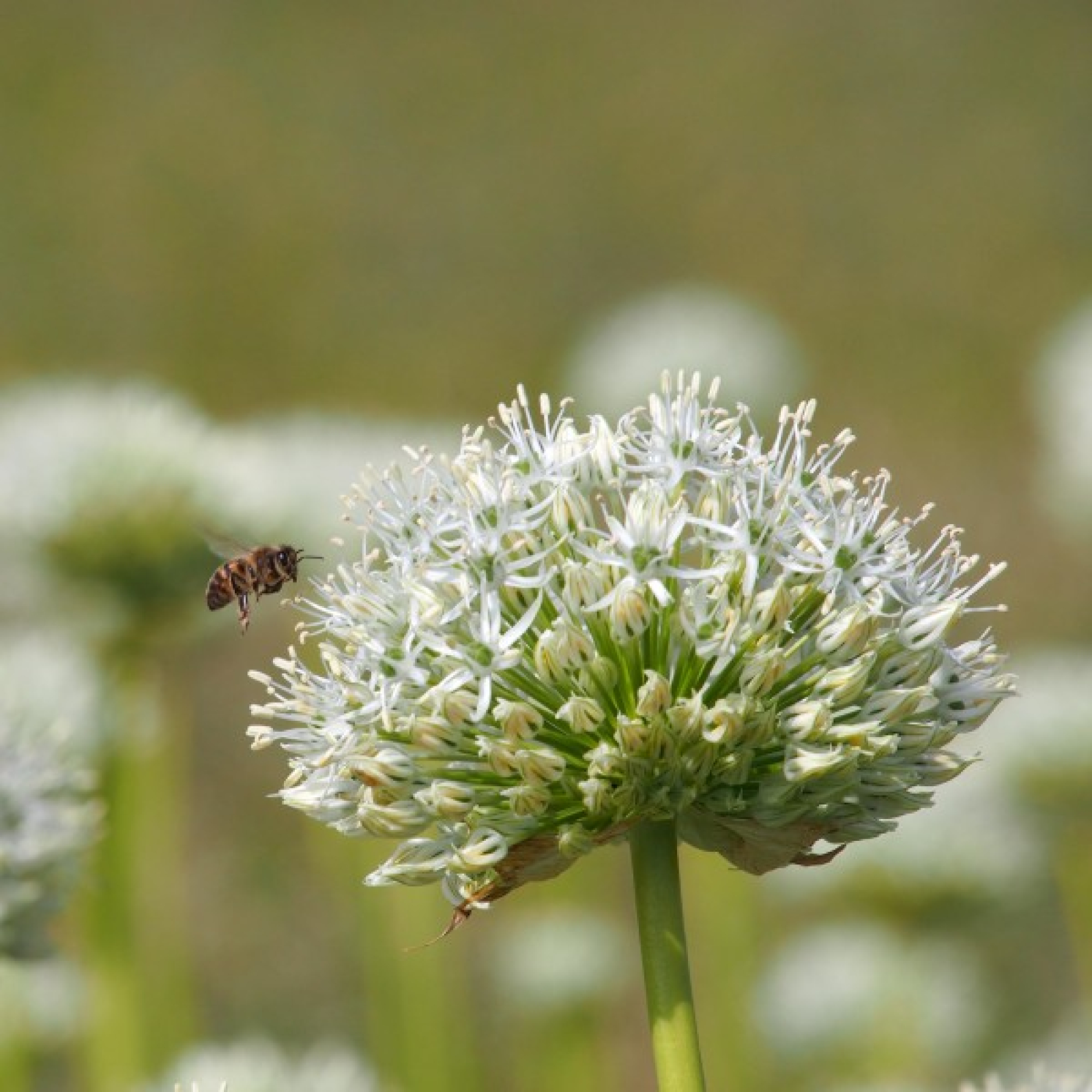 Najaar is hét moment om biologische bloembollen te planten