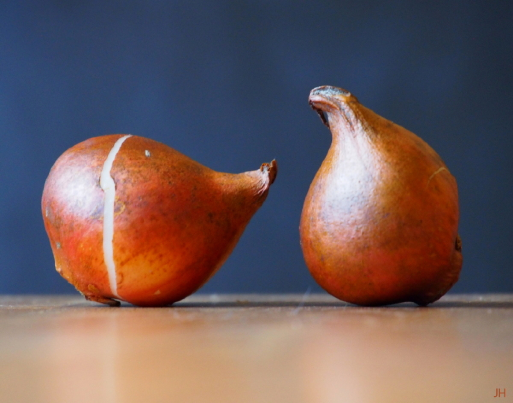 Najaar is hét moment om biologische bloembollen te planten