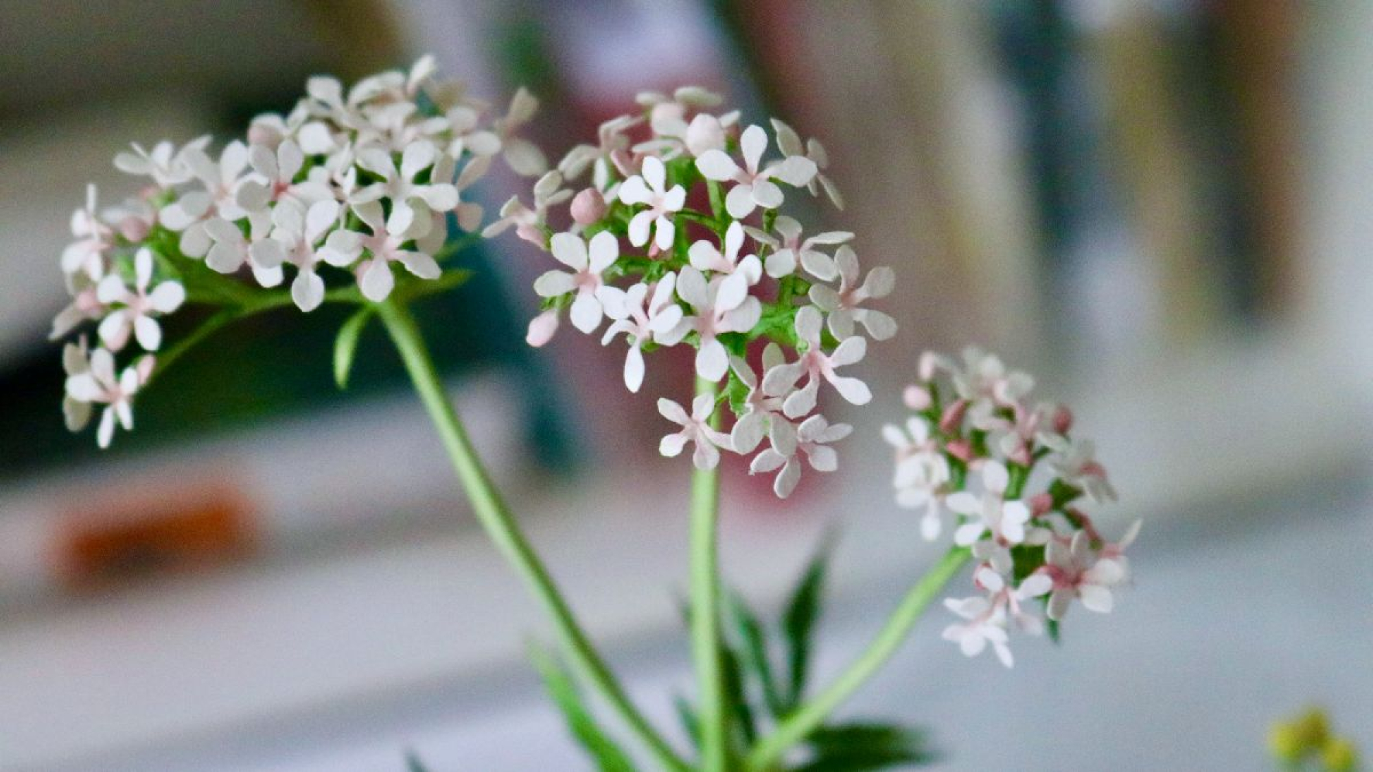 De tuin als apotheek in Hortus Botanicus