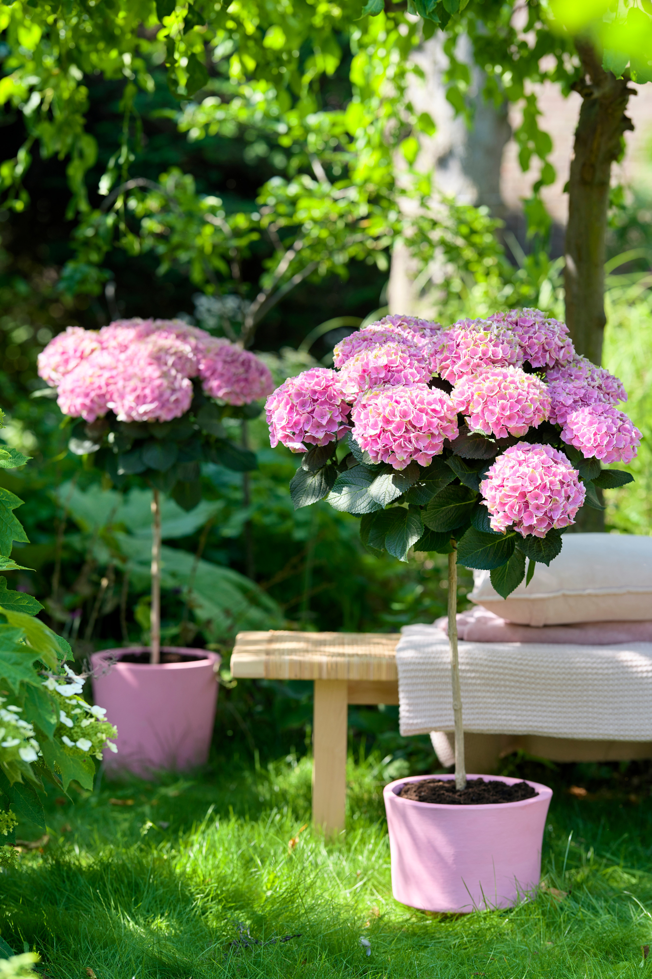 De beste hortensia’s voor balkon en terras