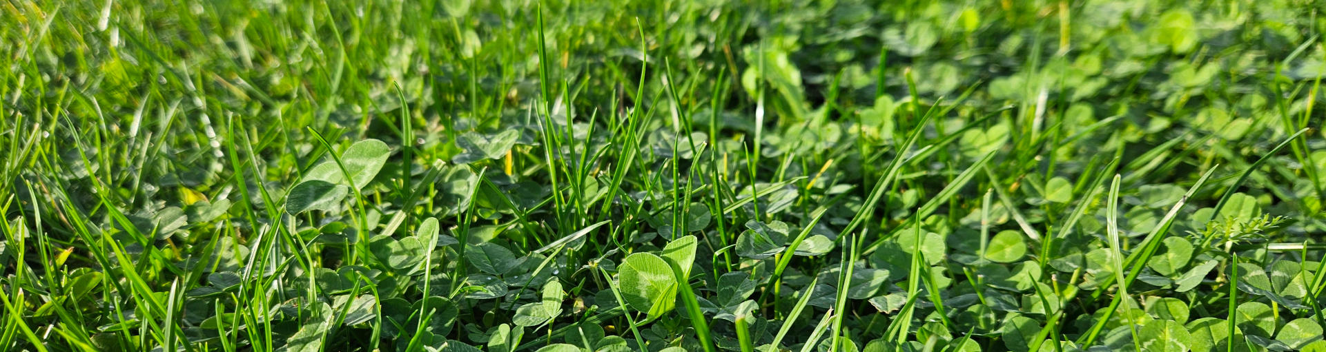 Advanta Seeds