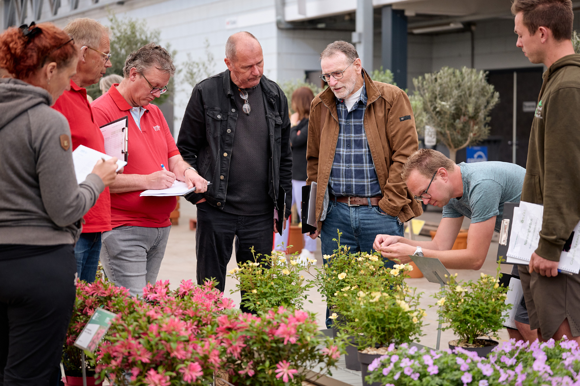 Hydrangea macrophylla wint Green Retail Award Beste Nieuwigheid