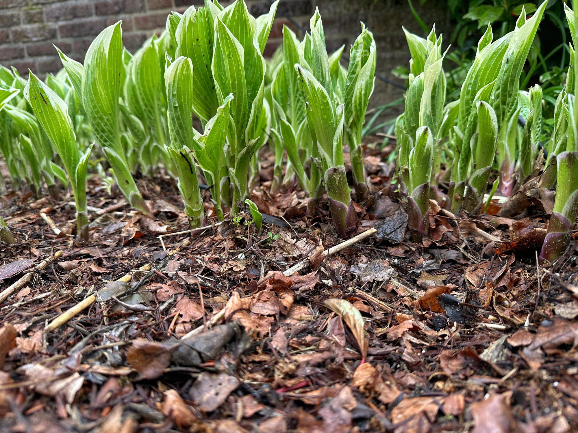 Regen en stro geven slakken alle ruimte